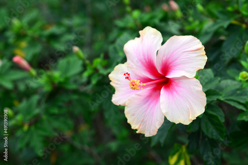 Shoe Flower, Hibiscus, Chinese rose or Hibiscus rosa sinensis © ideation90