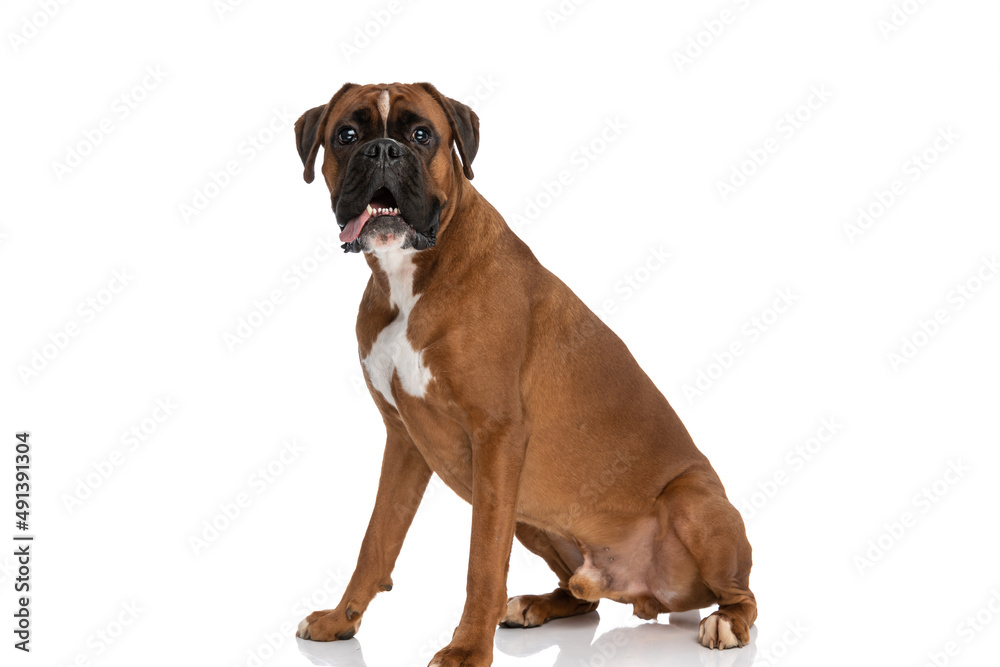 young boxer dog sticking his tongue out