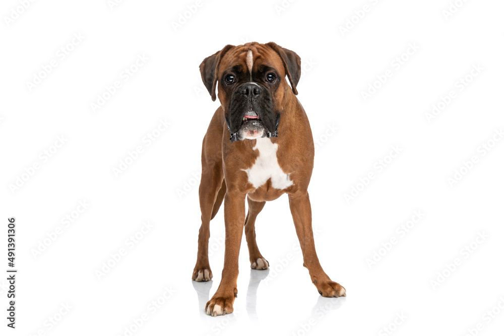 shocked boxer dog looking at the camera shocked boxer dog looking at the camera