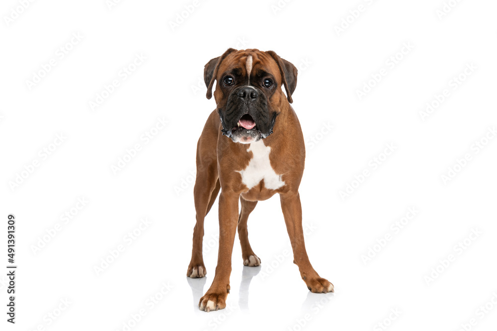 adorable boxer dog looking at the camera, panting and standing