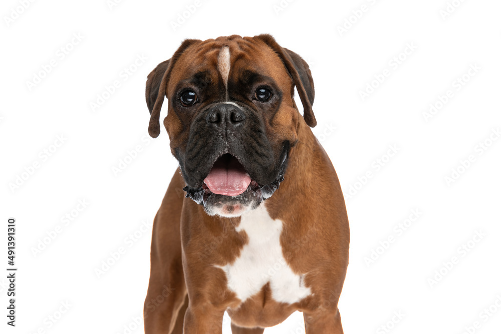 sweet boxer dog feeling happy, sticking out tongue