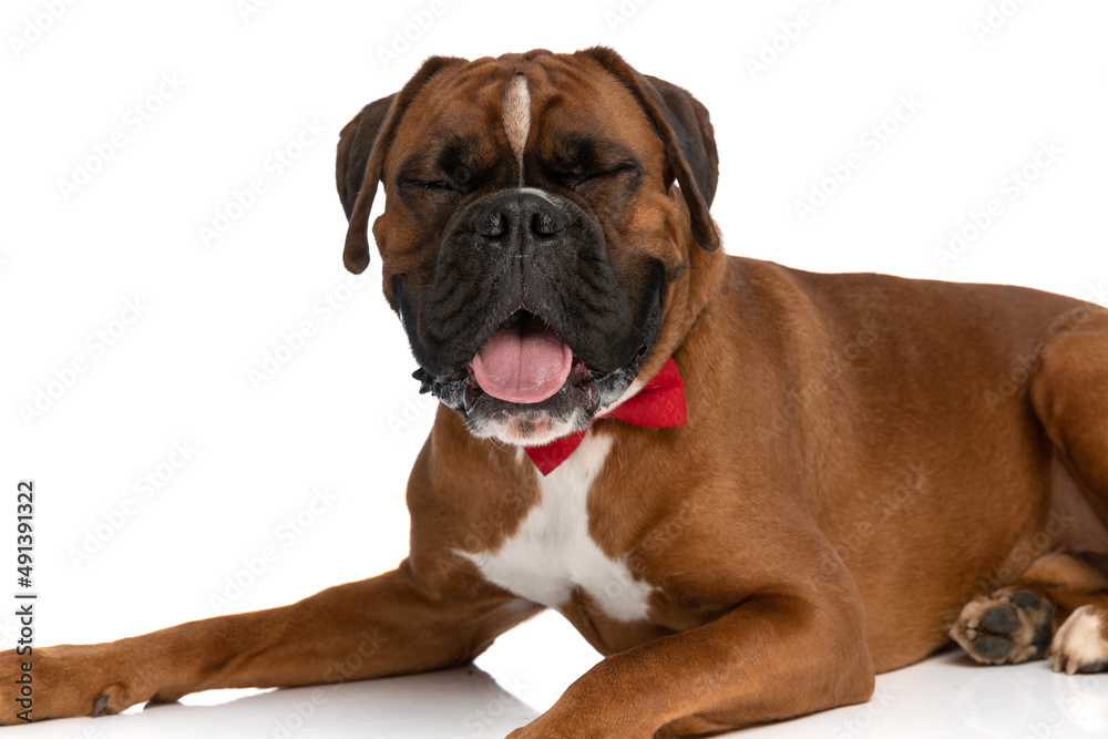 adorable boxer dog sticking his tongue out and mocking