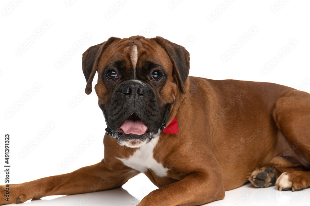 sweet boxer dog sticking out tongue, laying down