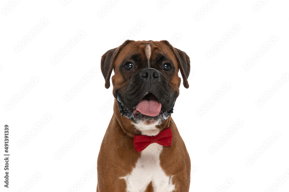 seated boxer dog sticking his tongue out