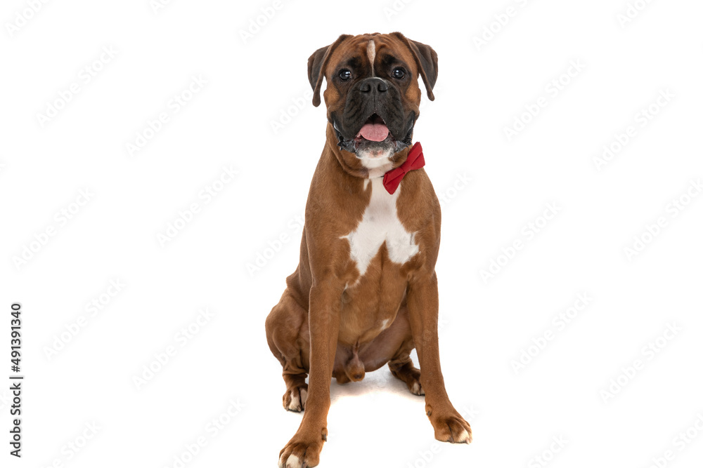seated cute boxer dog sticking out tongue