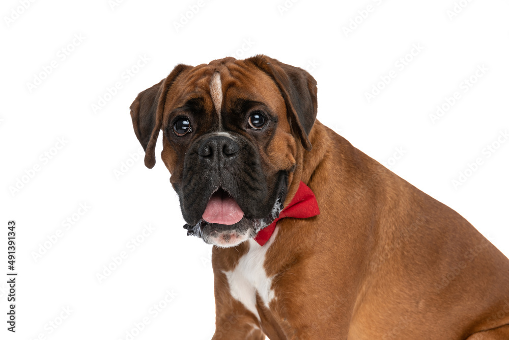 beautiful boxer dog looking at the camera, sticking out tongue