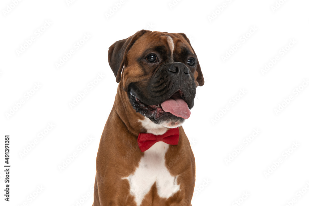 beautiful boxer dog sticking out tongue, looking away
