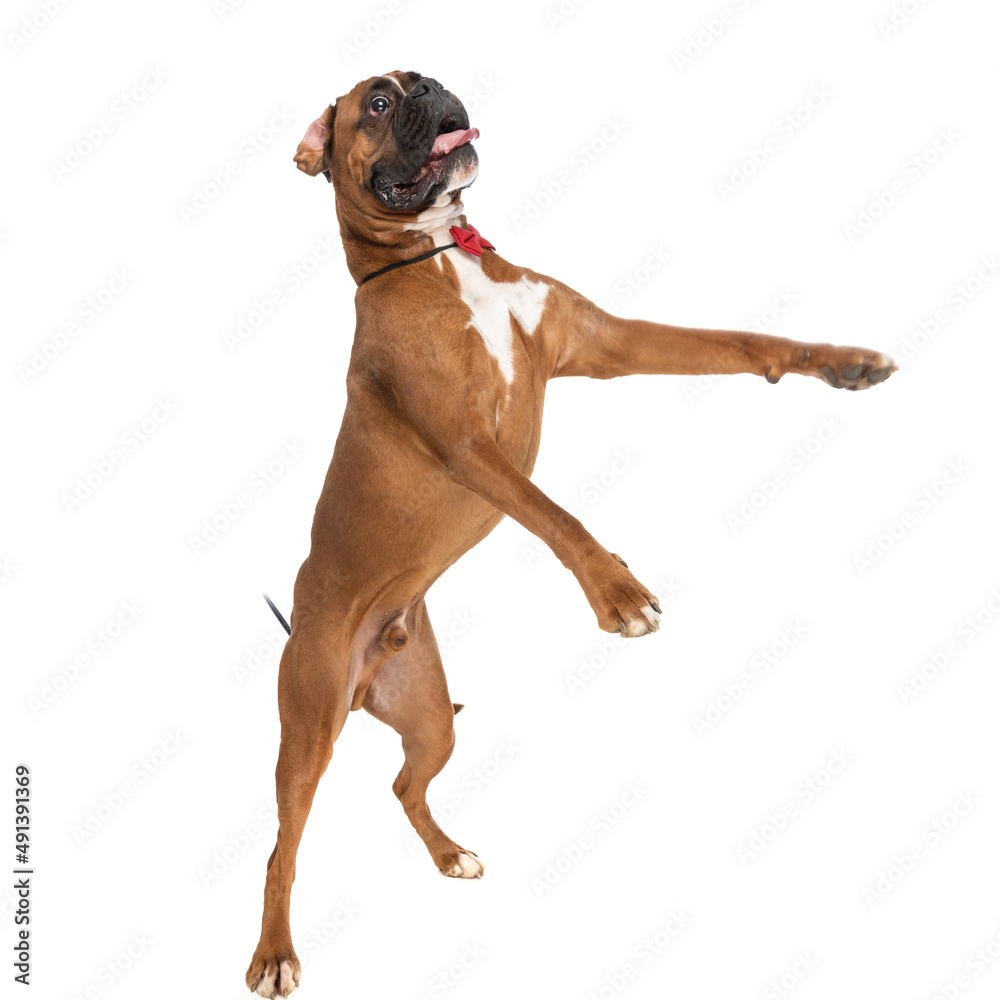 sweet boxer dog standing on hind legs and being eager sweet boxer dog standing on hind legs and being eager