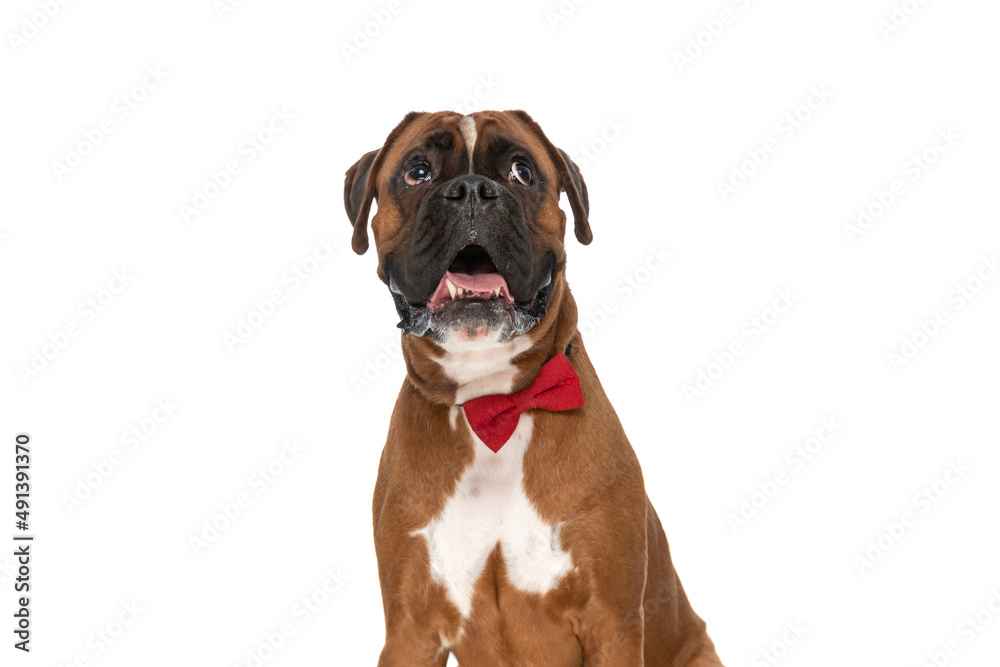 adorable boxer dog sticking out tongue, wearing a red bowtie