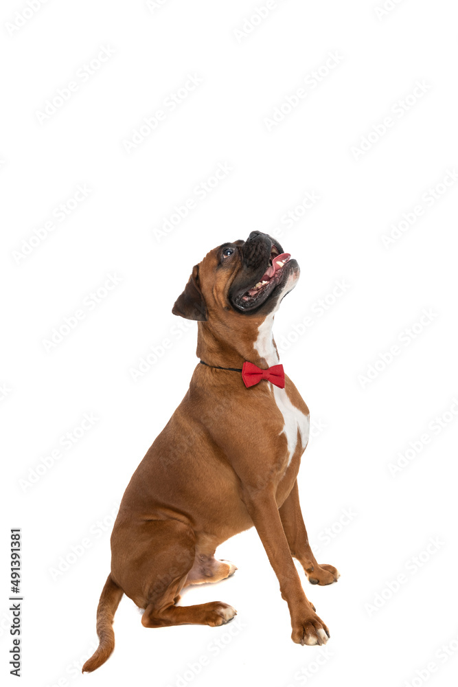 sweet boxer dog being distracted by something above him