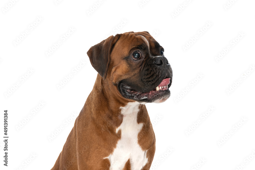 cute boxer dog hypnotized by a tasty food