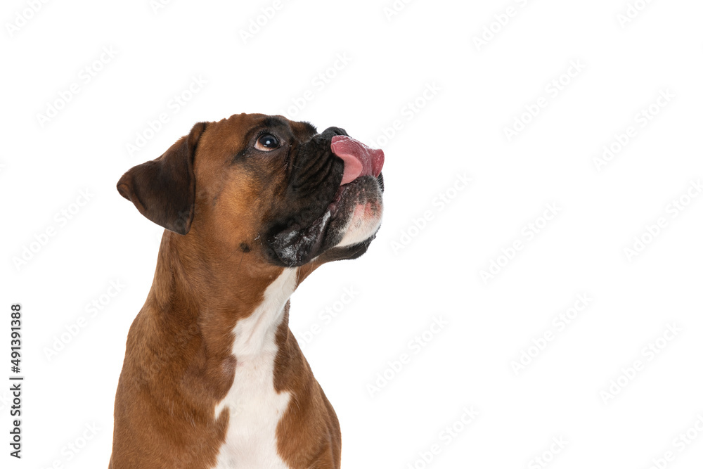 cute boxer dog dreaming about some tasty food