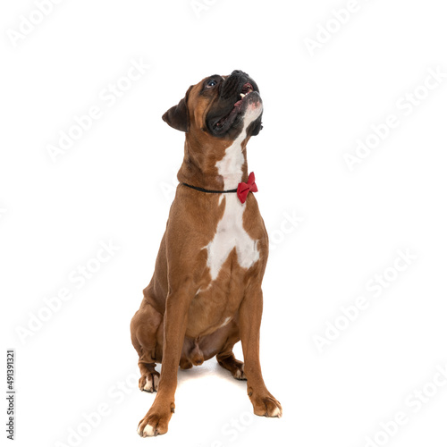 seated boxer dog thinking to jump in the air