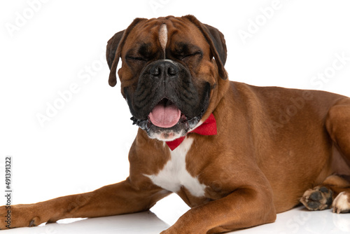 adorable boxer dog sticking his tongue out and mocking