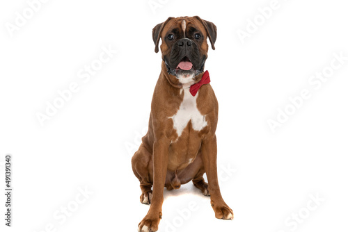 seated cute boxer dog sticking out tongue © Viorel Sima