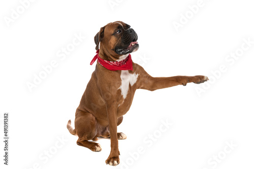 sweet boxer dog raising one paw to shake hands
