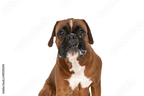 boxer dog showing his teeth at the camera © Viorel Sima