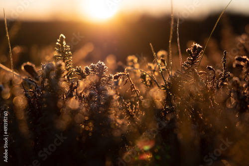 forest plants in the frost at the sunset