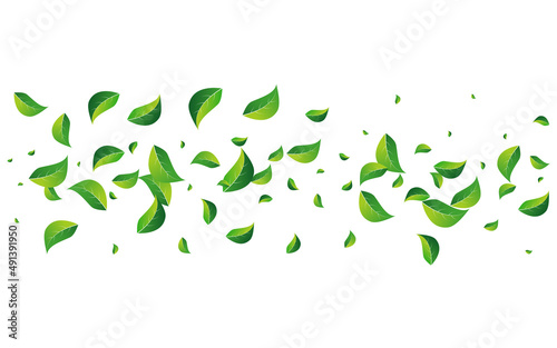 Lime Foliage Transparent Vector White Background.