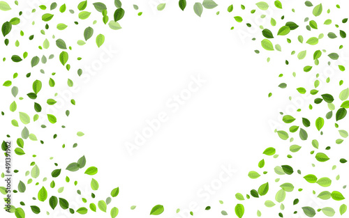 Mint Leaves Transparent Vector Template. Flying