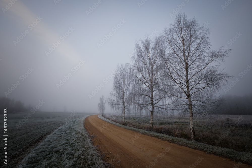 Fototapeta premium empty gravel road on a misty cold winter day with tree