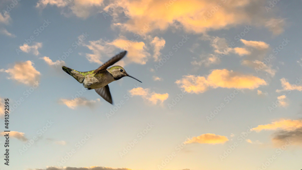 Anna's Hummingbird captured in flight Stock Photo Adobe Stock