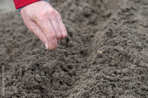 The old woman's hand was planting the seedlings in the dry soil.