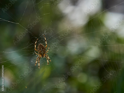 A garden spider suspended on its near invisible web, against a background of defocused bushes and green leaves.