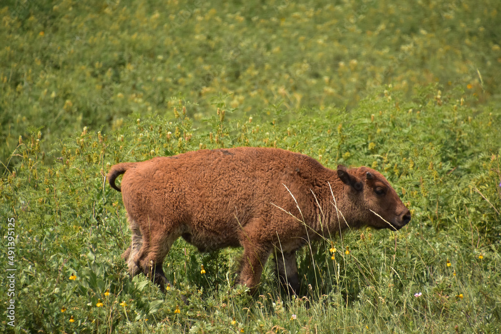 Baby American Bison Calf in Tall Grass in the Summer Baby American Bison Calf in Tall Grass in the Summer
