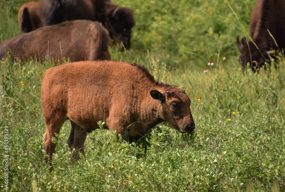 Fototapeta premium Young Fuzzy Bison Calf in Tall Grass
