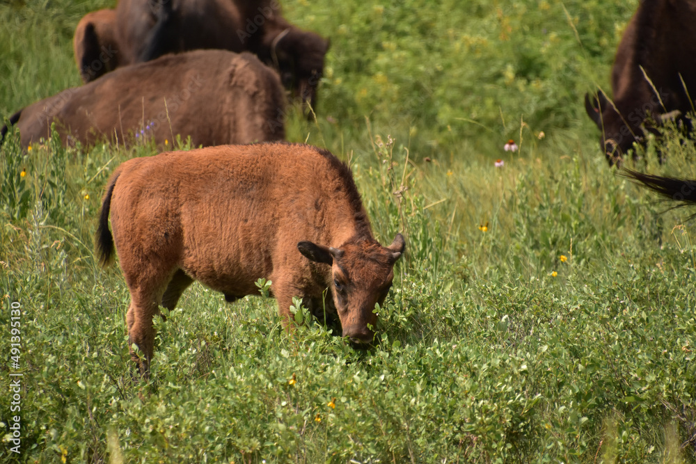 Grazing American Buffalo Calf in a Grassy Field Grazing American Buffalo Calf in a Grassy Field