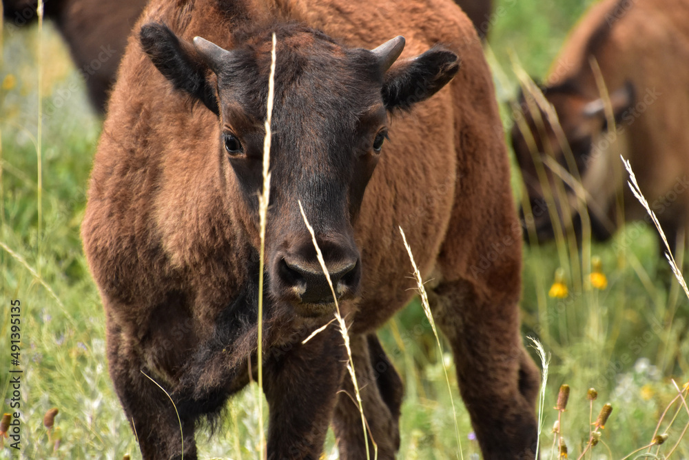American Buffalo Calf Looking Cute as Can Be American Buffalo Calf Looking Cute as Can Be