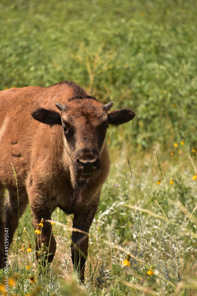 Precious Look Into the Face of a Bison Calf Precious Look Into the Face of a Bison Calf