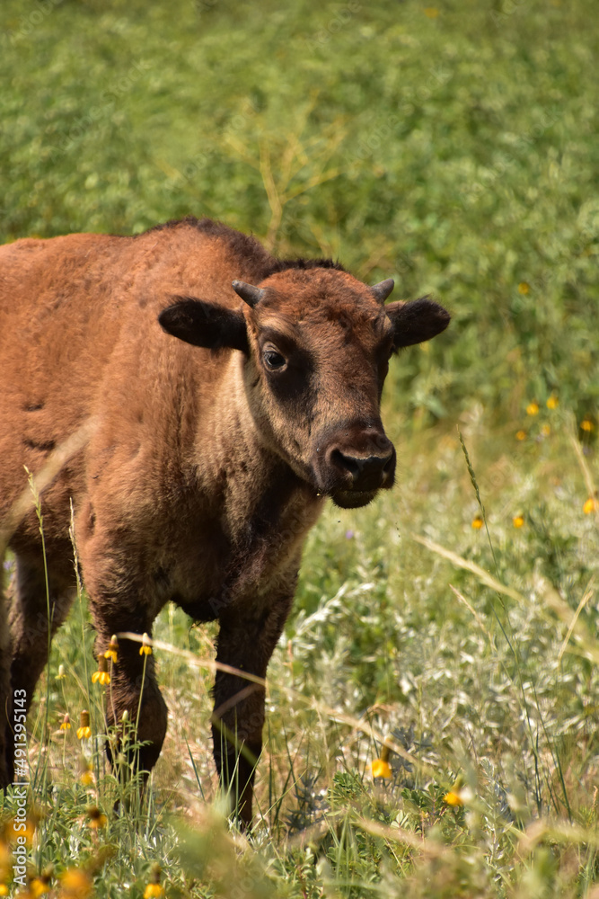 Bison Calf with Small Horns Standing in a Field
