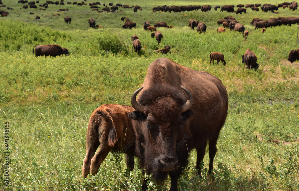 Herd of American Buffalo and Buffalo Families Herd of American Buffalo and Buffalo Families