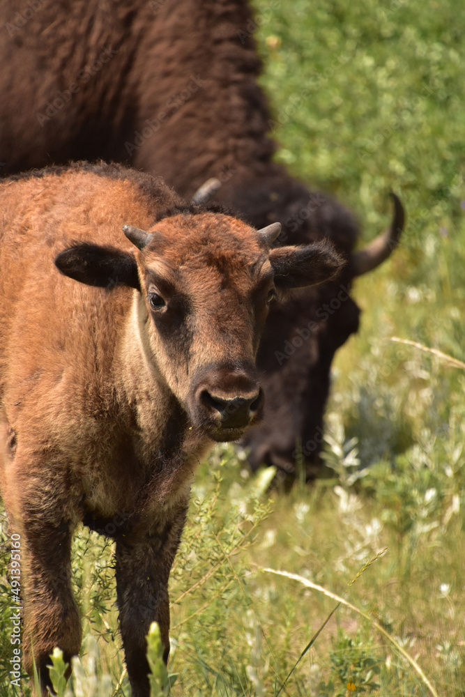 Young Bison Calf on a Warm Summer Day