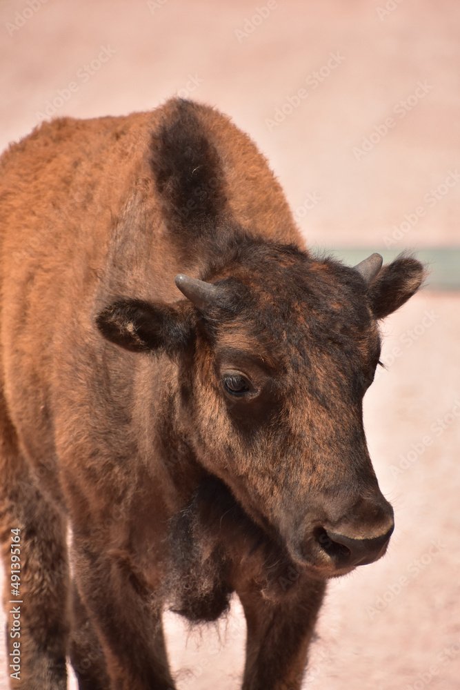 Looking into a Bison Calf Face Up Close Looking into a Bison Calf Face Up Close