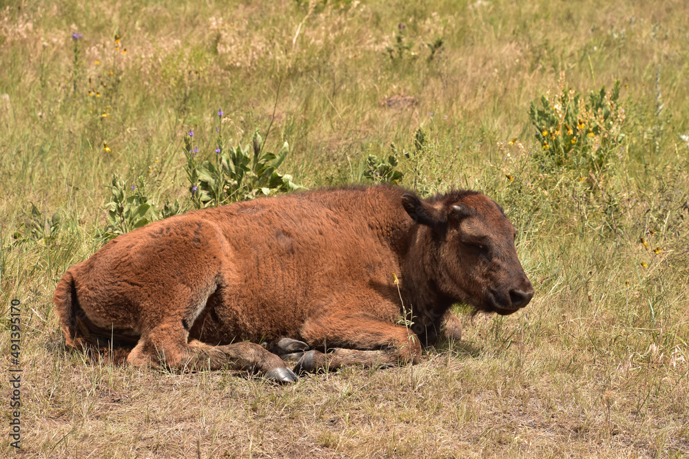 Fuzzy Young Bison Calf Laying Down in a Field Fuzzy Young Bison Calf Laying Down in a Field