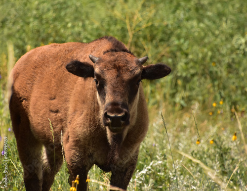 American Buffalo Calf in a Grass Meadow