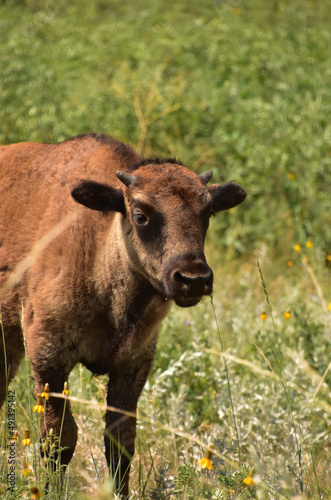 American Buffalo Calf in a Grass Field