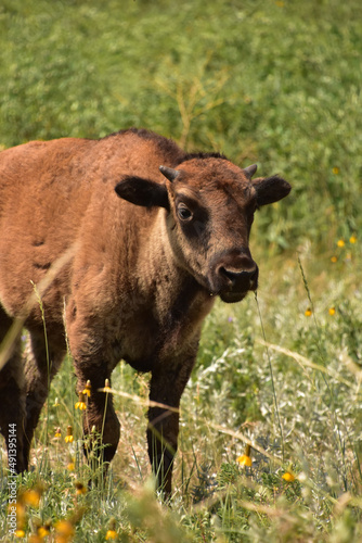 Grazing Young Bison Calf in the Summer © dejavudesigns