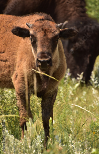 Looking into the Face of a Bison Calf