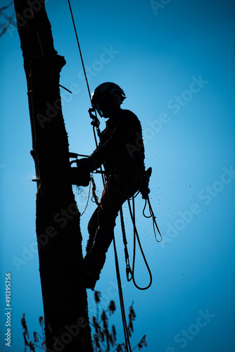 Valokuvatapetti Tree climber felling a tree