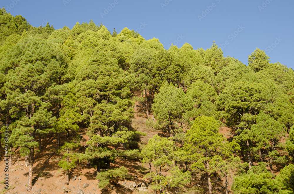 Forest of Canary Island pine Pinus canariensis. Santa Cruz de La Palma. La Palma. Canary Islands. Spain.