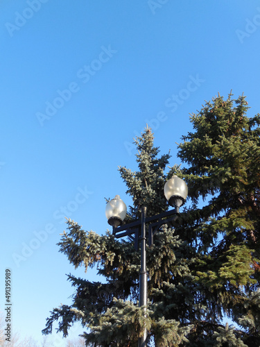 A tall antique street lamp on the background of a tall fir tree and a bright blue sky.