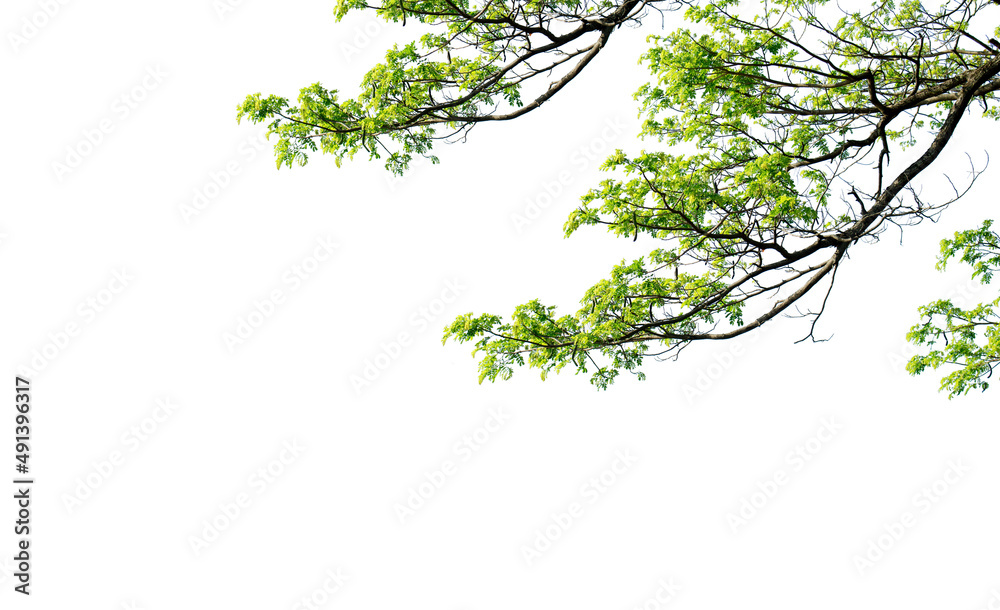 Green leaves and branches isolated on a white background