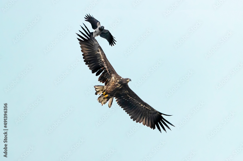 Fototapeta premium Bielik i wrona siwa / White-tailed eagle and Hooded crow