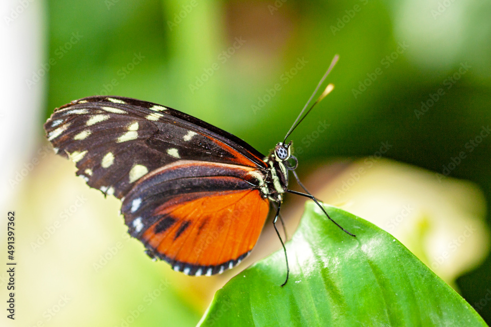 Papillon Heliconius hecale sur une feuille Papillon Heliconius hecale sur une feuille