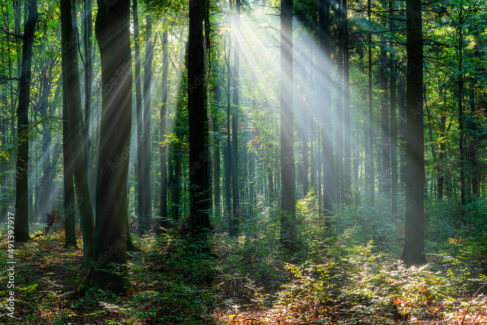 Naklejka premium Beautiful sunny morning in the green forest