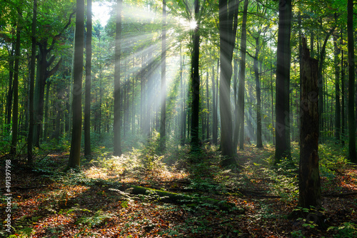 Beautiful sunny morning in the green forest